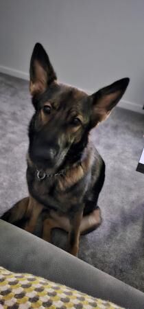 18mth old Czech GSD to rehome for sale in Market Drayton, Shropshire - Image 3