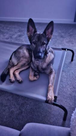 18mth old Czech GSD to rehome for sale in Market Drayton, Shropshire - Image 4