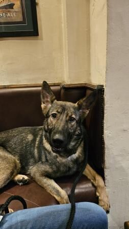 18mth old Czech GSD to rehome for sale in Market Drayton, Shropshire - Image 5