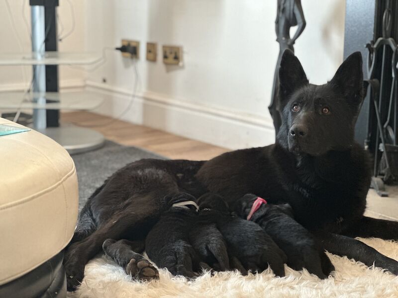 2 beautiful german shepherd puppies for sale in Overton, Caithness - Image 2