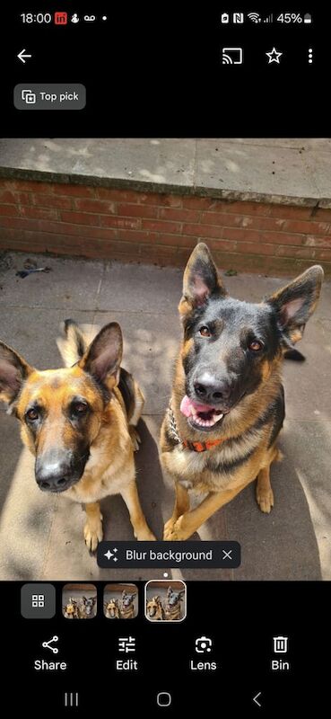 2 german shepherd for sale in Belfast, County Antrim