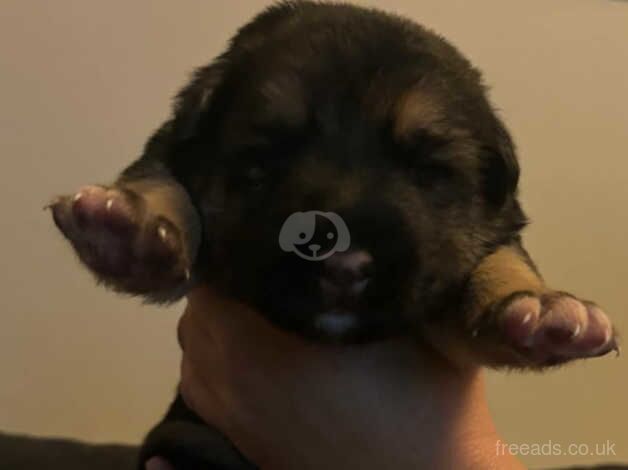 2 german shepherd boys for sale in Blackpool, Lancashire