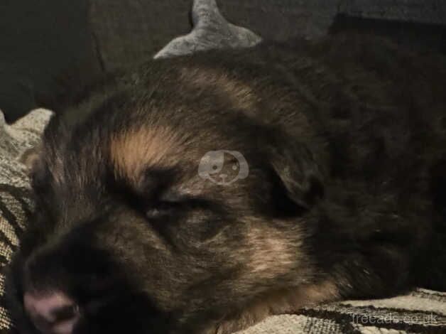 German Shepherd Puppies for sale in Lancashire