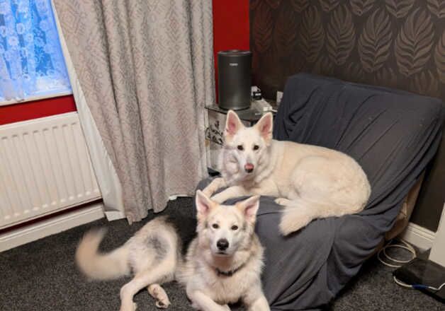 2 German Shepherd mum and son for sale in Workington, Cumbria