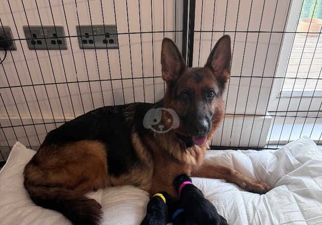 German Shepherds for sale in Maidstone, Kent