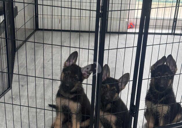 German Shepherd Puppies for sale in Kent