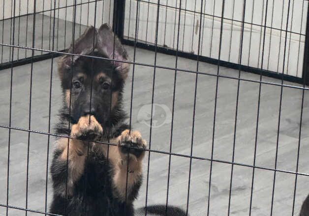 German Shepherd Puppies for sale