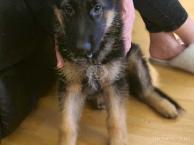 2 puppies left for sale in Dukinfield, Greater Manchester - Image 1