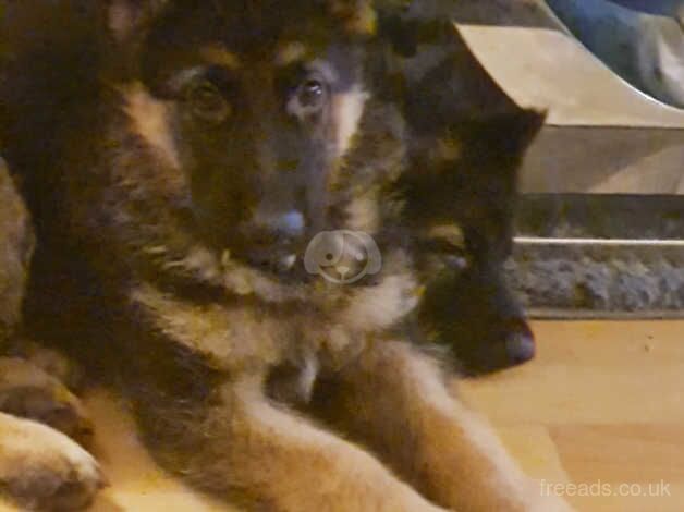 German Shepherds for sale in Dukinfield, Greater Manchester