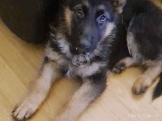 German Shepherd Puppies for sale in Greater Manchester