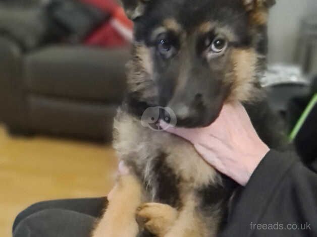 German Shepherd Puppies for sale