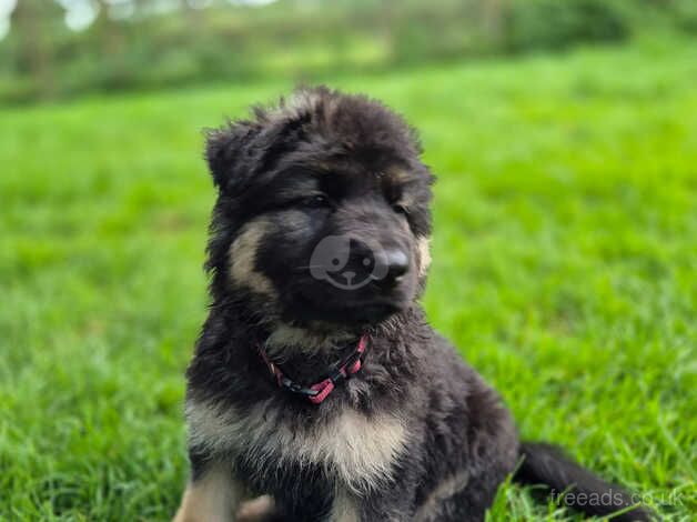 2 Stunning Black&Gold pups from health tested parents for sale in Exeter, Devon