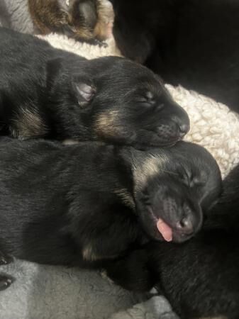 2 week old German Shepherd puppies for sale in Central Milton Keynes, Buckinghamshire - Image 1