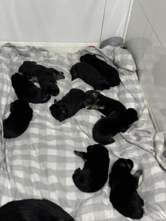 2 week old German Shepherd puppies for sale in Central Milton Keynes, Buckinghamshire - Image 3