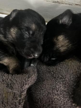 2 week old German Shepherd puppies for sale in Central Milton Keynes, Buckinghamshire - Image 5