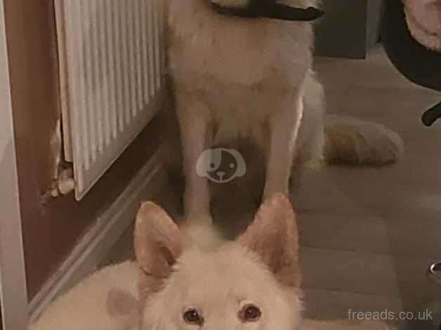 2 white German Shepherds for sale in Newton Aycliffe, County Durham - Image 1