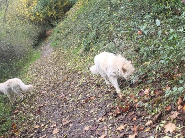 2 white German Shepherds for sale in Newton Aycliffe, County Durham - Image 3