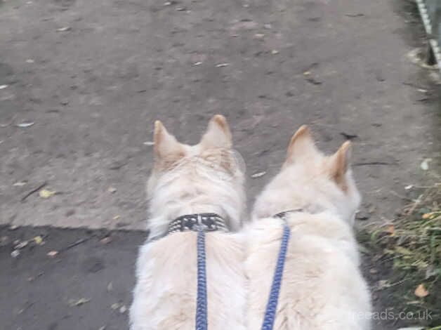 2 white German Shepherds for sale in Newton Aycliffe, County Durham - Image 4