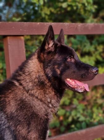 2 year old Akita x husky x German shepherd for sale in Leeds, West Yorkshire - Image 1