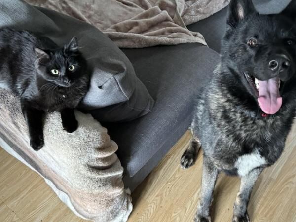 2 year old Akita x husky x German shepherd for sale in Leeds, West Yorkshire - Image 2