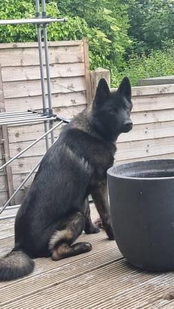 2 year old Akita x husky x German shepherd for sale in Leeds, West Yorkshire - Image 3