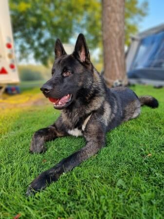 2 year old Akita x husky x German shepherd for sale in Leeds, West Yorkshire - Image 4