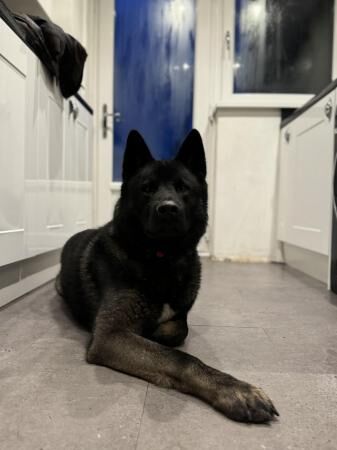 2 year old Akita x husky x German shepherd for sale in Leeds, West Yorkshire - Image 5