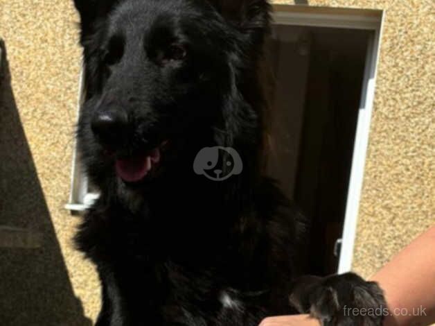 2 year old female for sale in Eastleigh, Hampshire - Image 1