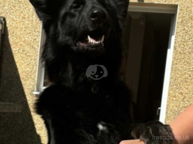 German Shepherds for sale in Eastleigh, Hampshire