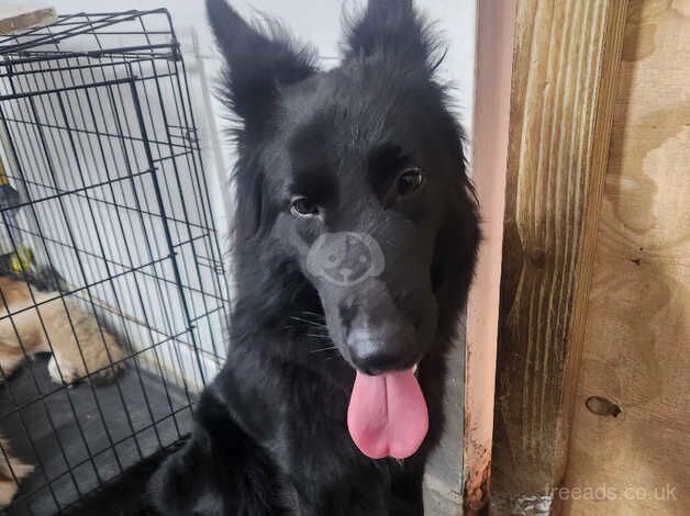 2 year old female for sale in Eastleigh, Hampshire - Image 3