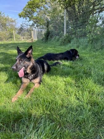 20 month old female German shepherd for sale in Walsall, West Midlands - Image 1