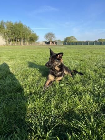 20 month old female German shepherd for sale in Walsall, West Midlands - Image 2