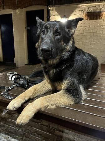 20 month old female German shepherd for sale in Walsall, West Midlands - Image 3