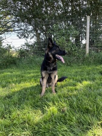 20 month old female German shepherd for sale in Walsall, West Midlands - Image 4