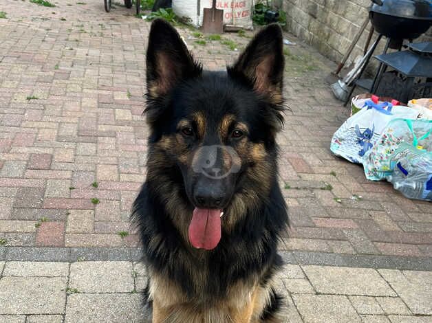 20 month old German shepherd for sale £300 ono for sale in Sheffield, South Yorkshire