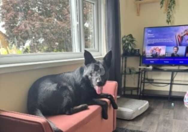 2yo black German shepherd for sale in Salisbury, Wiltshire