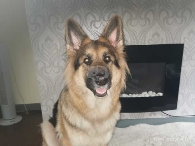 2yr old German shepherd for sale in Southport, Merseyside