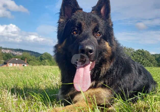 German Shepherd Puppies for sale in West Yorkshire