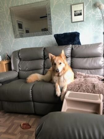 3 1/2 yr old German shepherd bitch for sale in Cheadle, Greater Manchester - Image 2