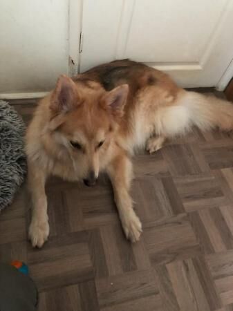3 1/2 yr old German shepherd bitch for sale in Cheadle, Greater Manchester - Image 3