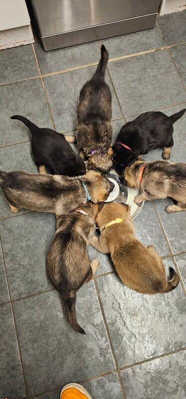 3/4 german shepherd x 1/4 belgian malinois puppies for sale in Coalville, Leicestershire