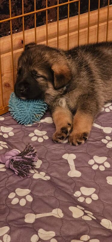 3/4 german shepherd x 1/4 belgian malinois puppies for sale in Coalville, Leicestershire - Image 2