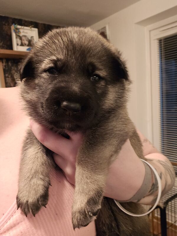 3/4 german shepherd x 1/4 belgian shepsh for sale in Greenhill, Dumfries