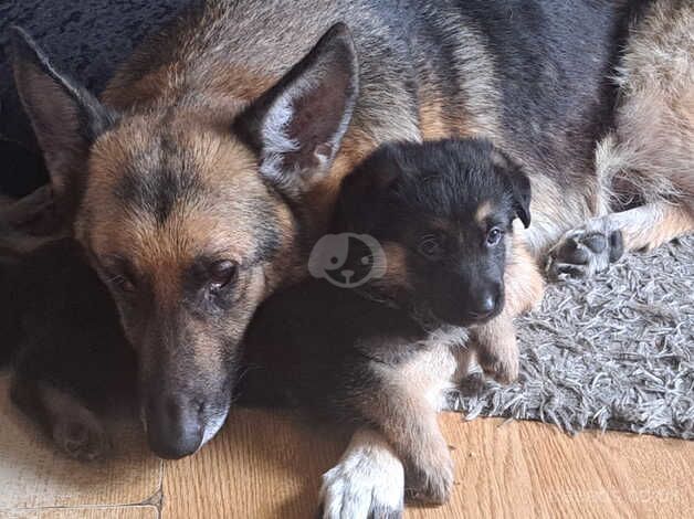 3 German shepherd girls for sale in Oldham, Greater Manchester