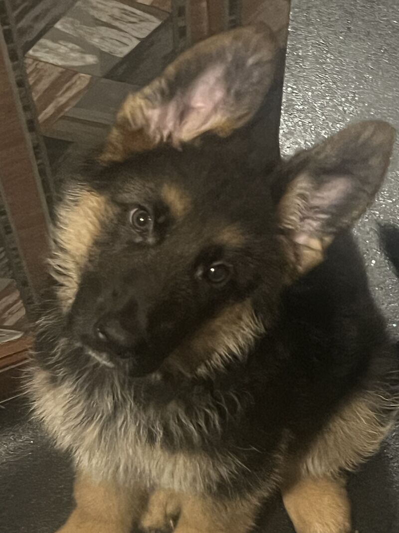 Female Short Haired GSD Puppy for sale in Peterhead, Aberdeenshire - Image 1