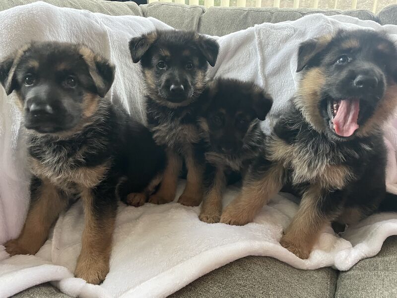 Female Short Haired GSD Puppy for sale in Peterhead, Aberdeenshire - Image 2