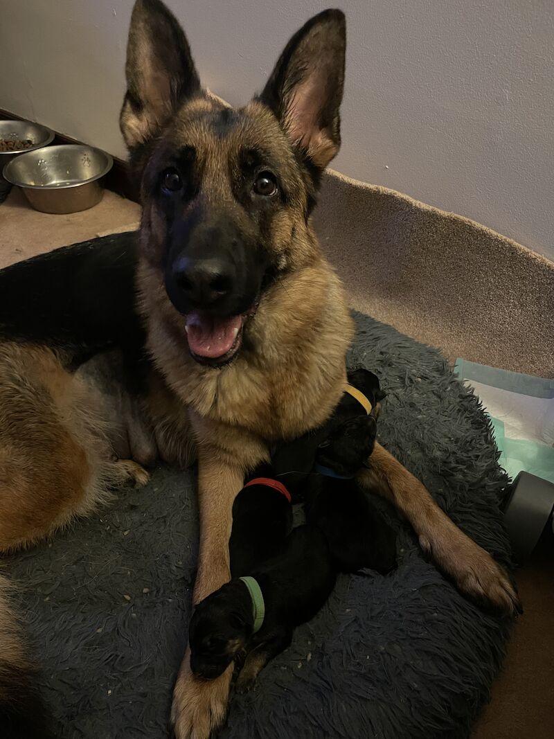 Female Short Haired GSD Puppy for sale in Peterhead, Aberdeenshire - Image 3