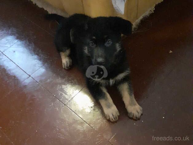 3 gorgeous german Sheppard ready there forever home they been mircochip reduced price as forever home more important 3 left litter 5 other sell j for sale in Nottingham, Nottinghamshire