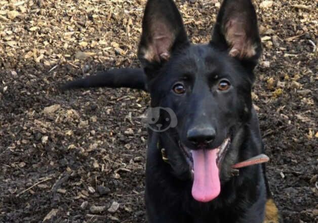 3 kc registered german shepherd pups from health tested parents for sale in Guildford, Surrey - Image 2