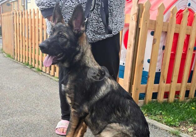 3 kc registered german shepherd pups from health tested parents for sale in Guildford, Surrey - Image 3